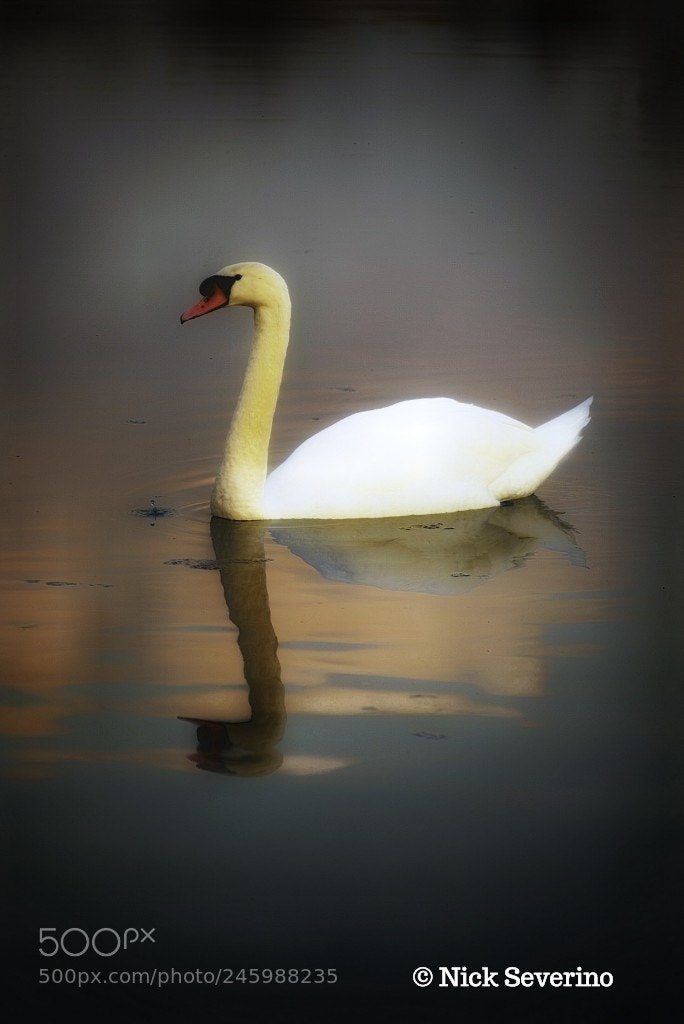 Sony a7R sample photo. Swan at sunset photography