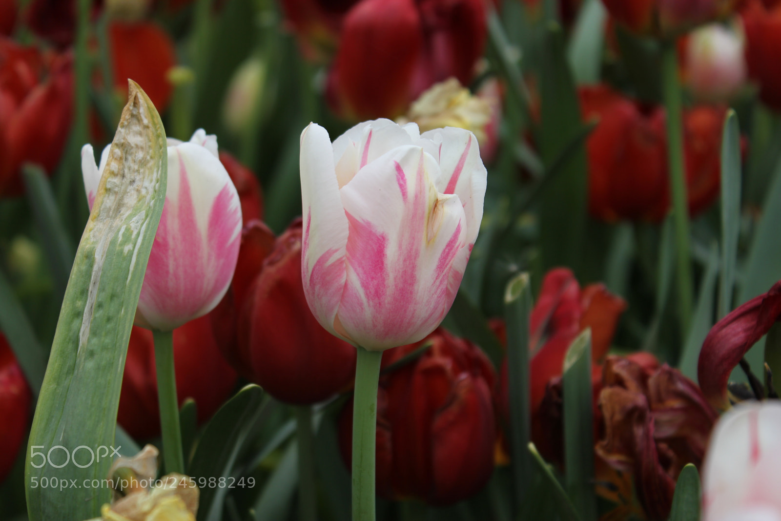 Canon EF-S 18-55mm F3.5-5.6 IS sample photo. Tulips edward's gardens, toronto photography