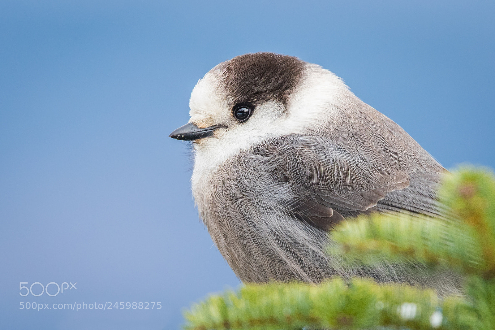 Nikon D500 sample photo. Grey jay photography