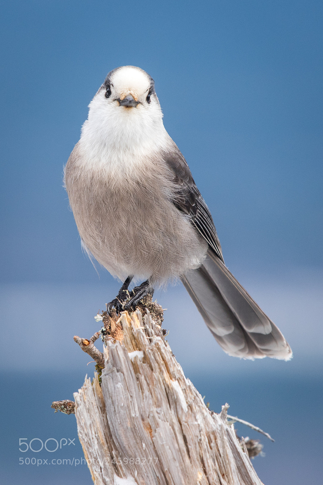 Nikon D500 sample photo. Grey jay photography