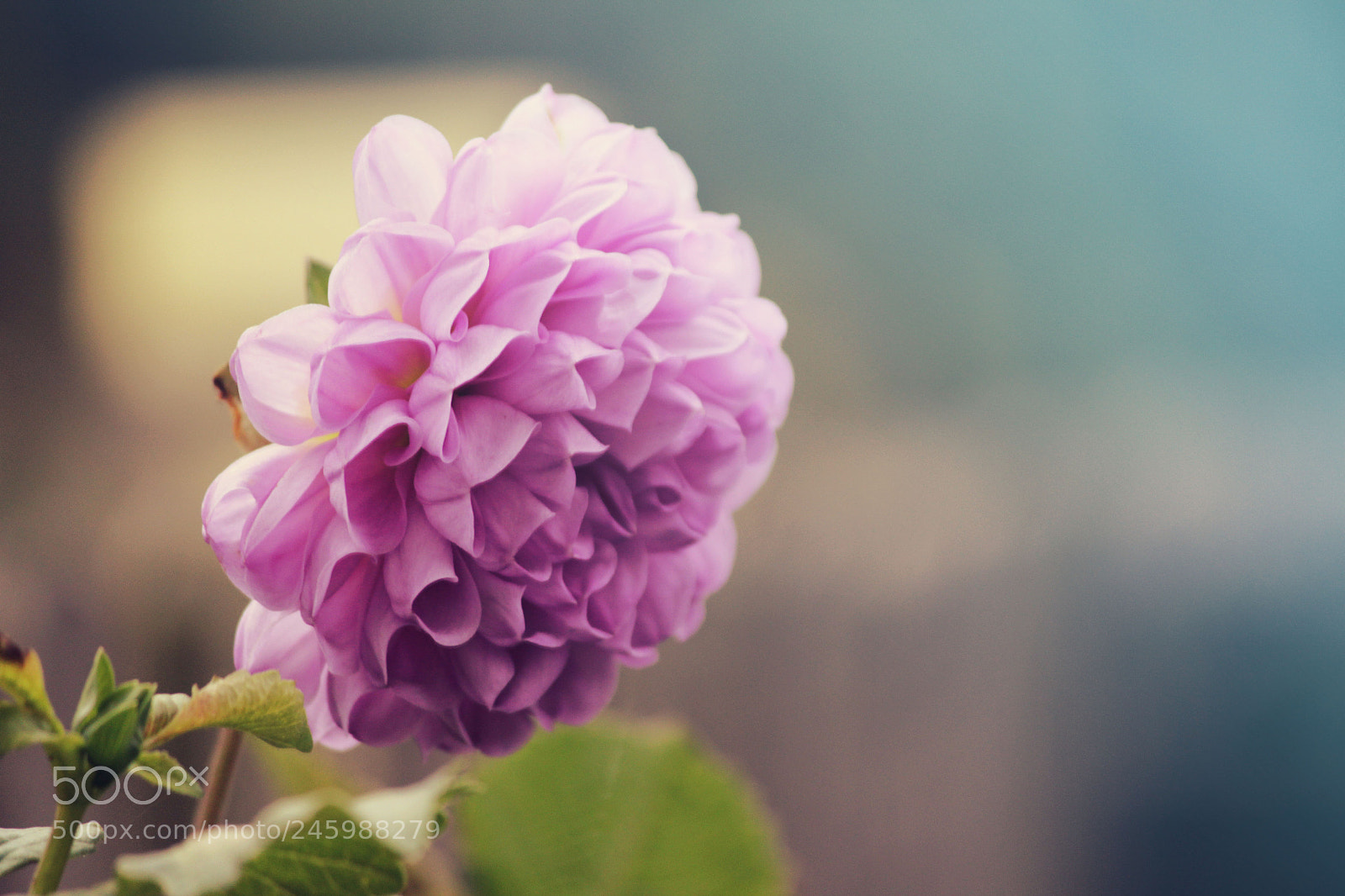 Canon EOS 600D (Rebel EOS T3i / EOS Kiss X5) sample photo. Img photography