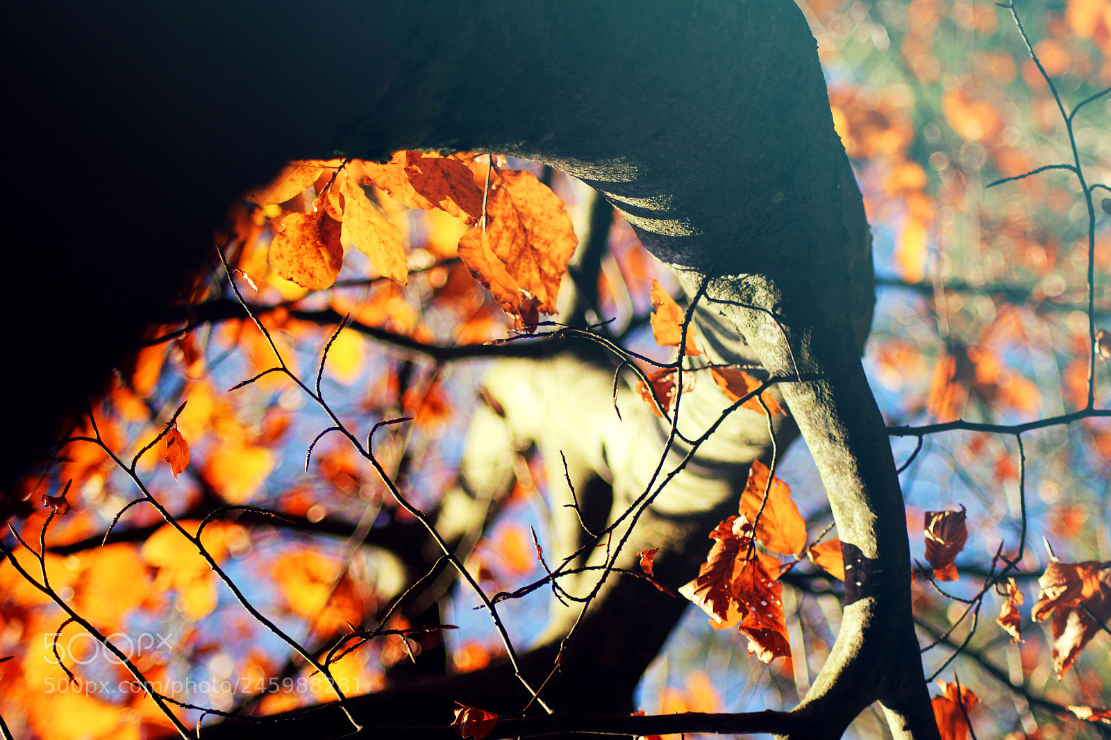 Canon EOS 600D (Rebel EOS T3i / EOS Kiss X5) sample photo. Fall tree photography