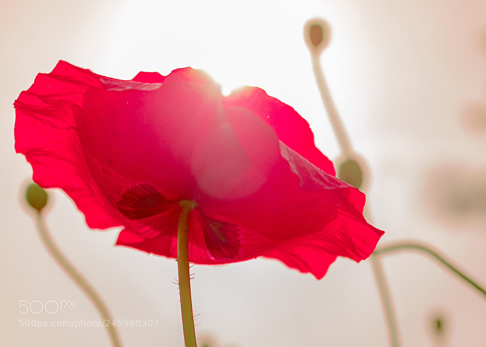 Canon EOS 700D (EOS Rebel T5i / EOS Kiss X7i) sample photo. Mohn - poppy photography