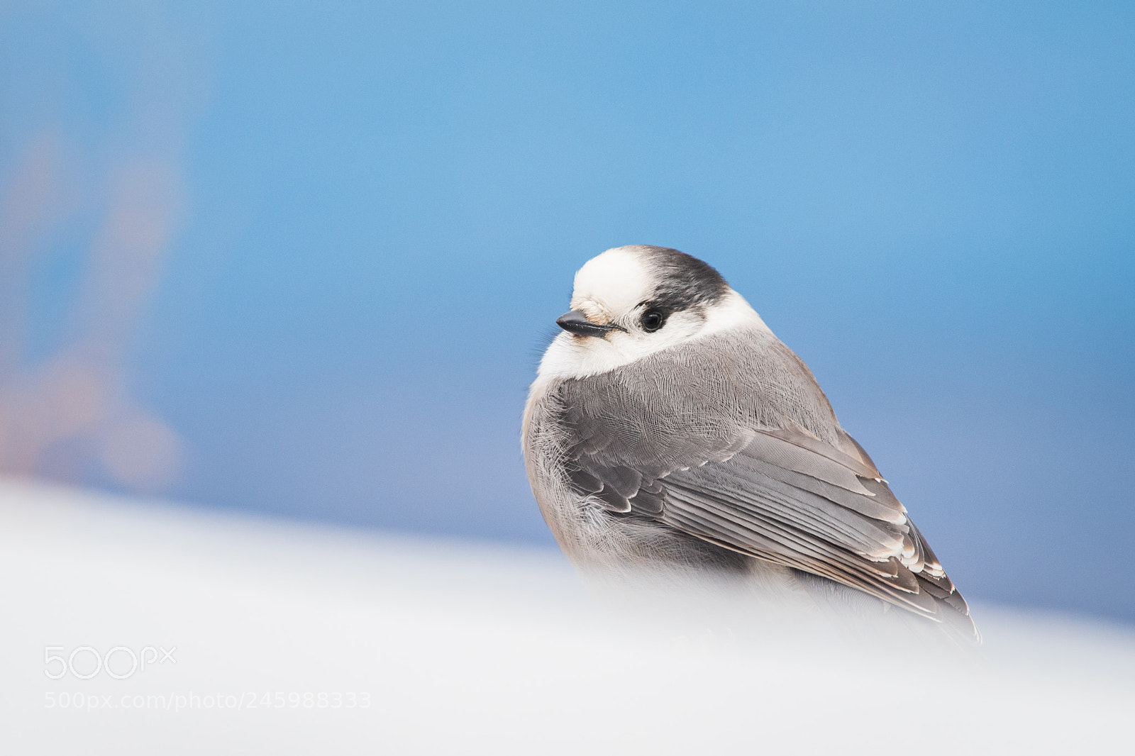 Nikon D500 sample photo. Grey jay photography