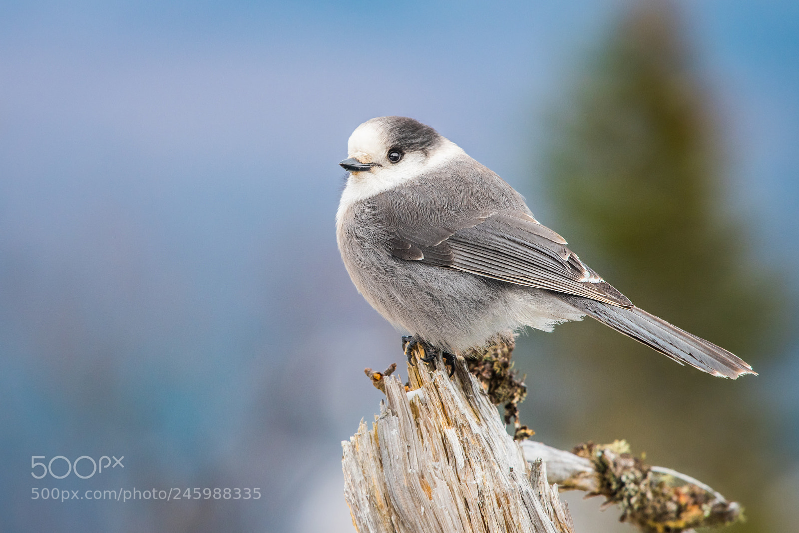 Nikon D500 sample photo. Grey jay photography