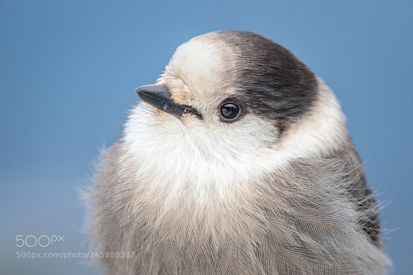 Nikon D500 sample photo. Grey jay photography