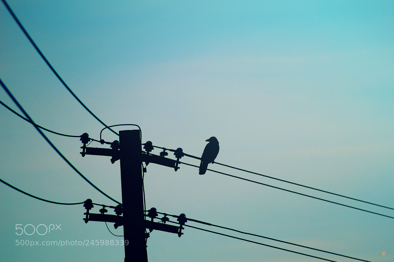 Canon EOS 600D (Rebel EOS T3i / EOS Kiss X5) sample photo. Raven photography