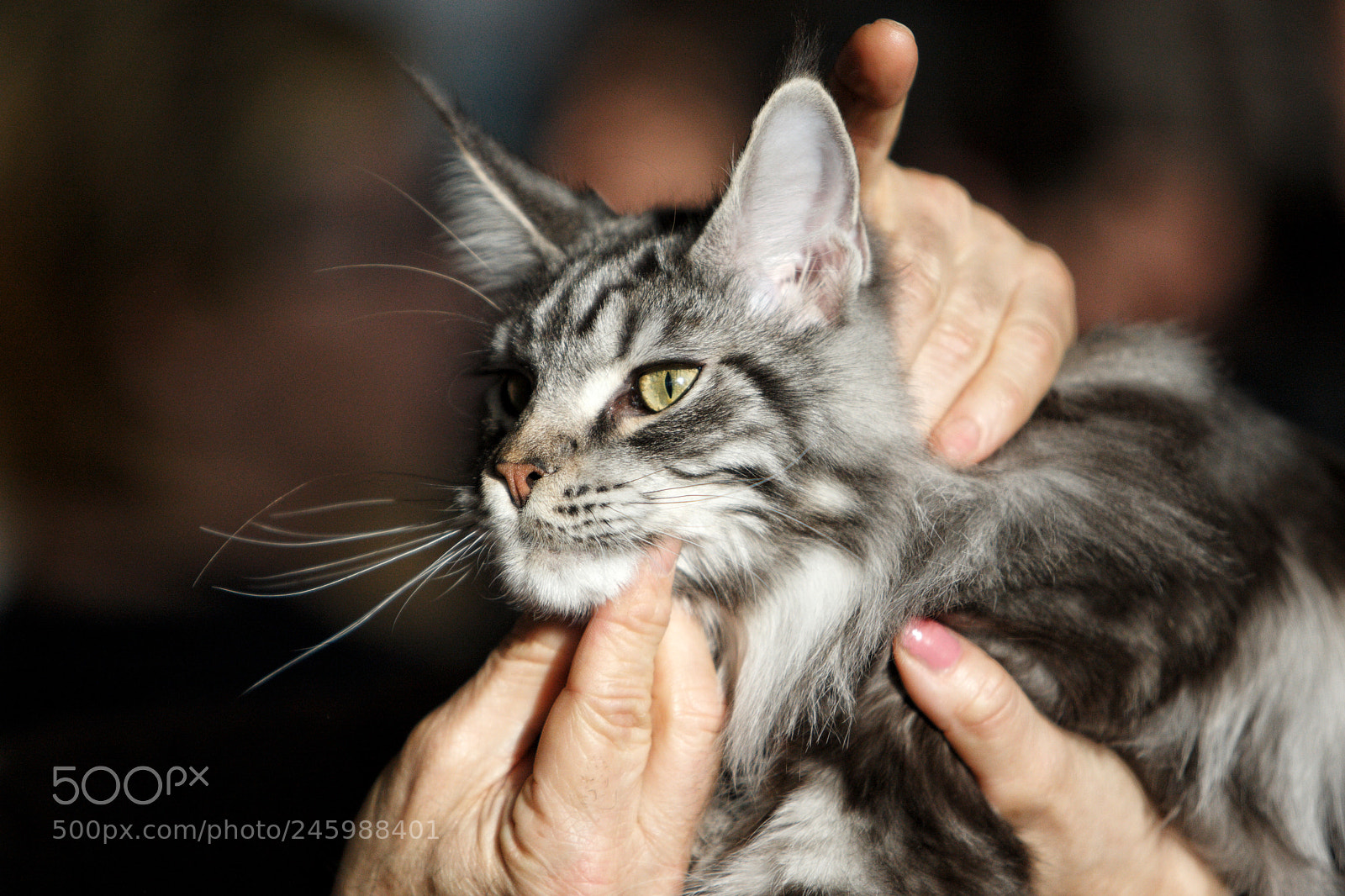 Canon EOS-1D Mark III sample photo. Norwegian forest cat photography