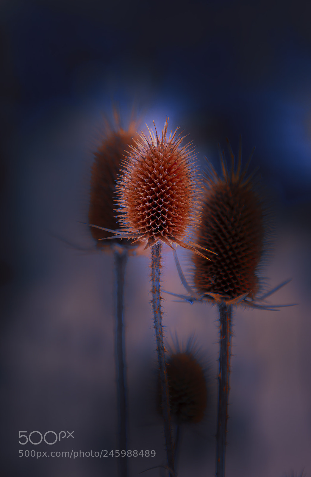 Nikon D610 sample photo. Plant photography