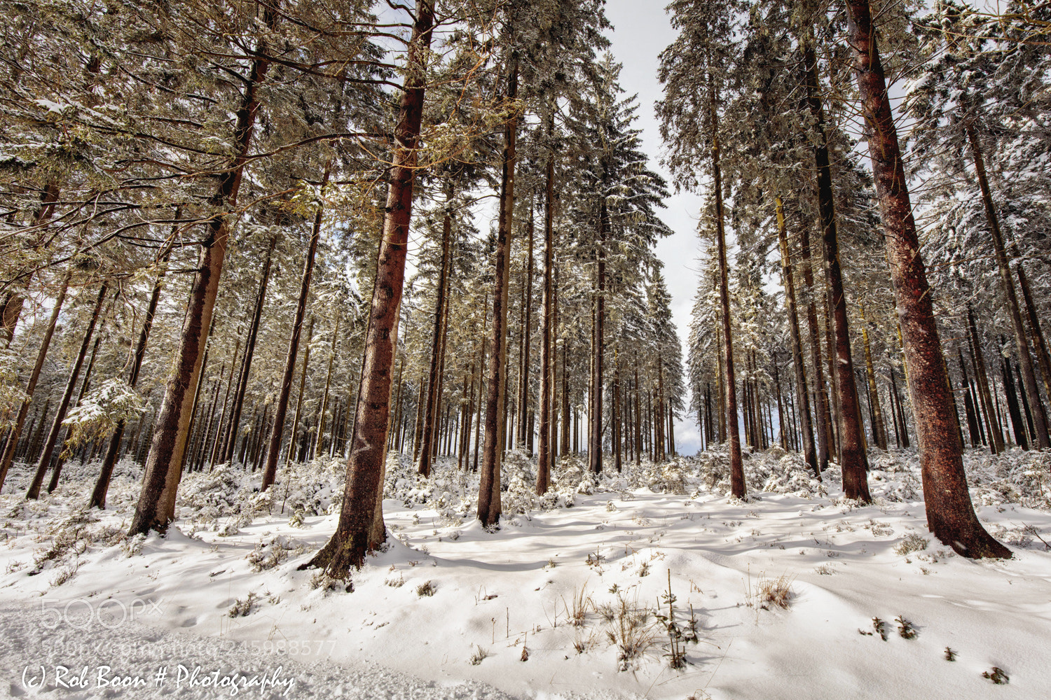 Canon EOS 5DS sample photo. Winter @ botrange 3 photography
