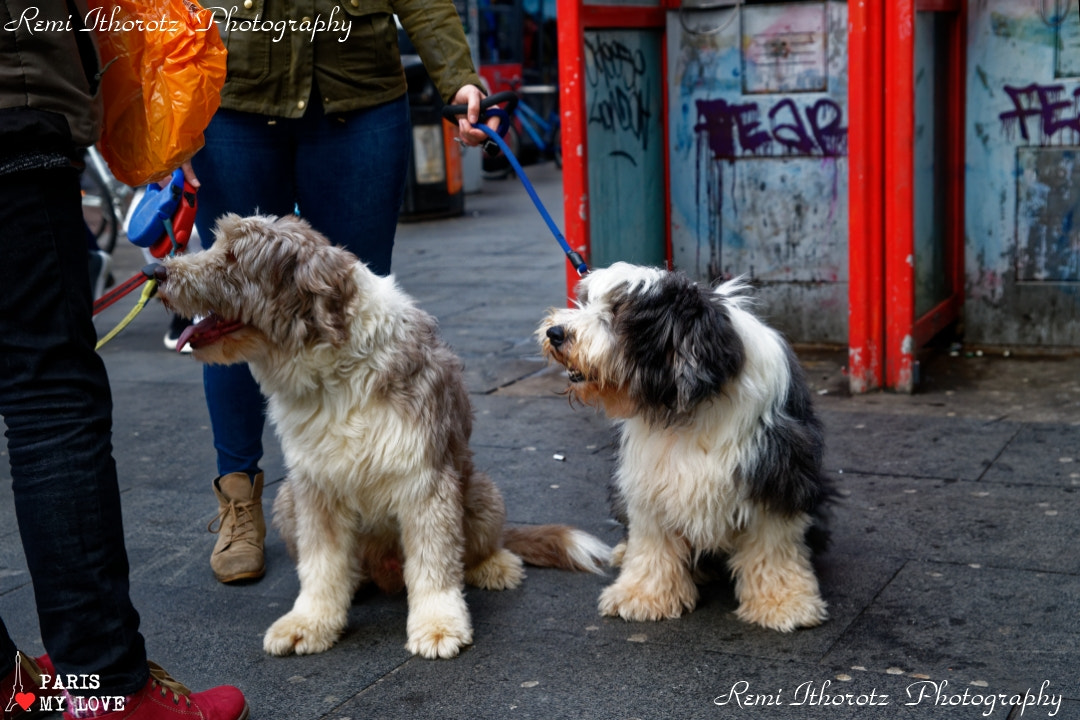 Sigma 24-70mm F2.8 EX DG HSM sample photo. Hey !! we are bob and bob photography