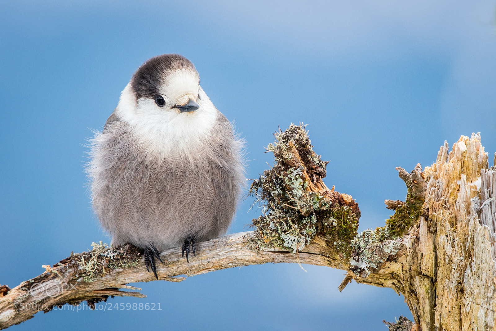 Nikon D500 sample photo. Grey jay photography