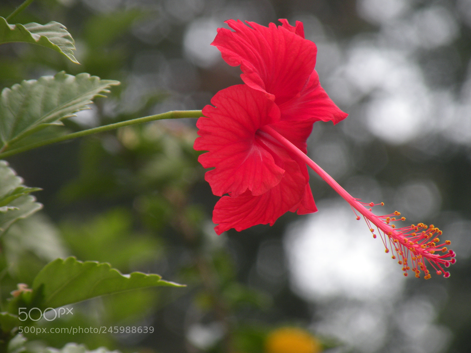 Nikon Coolpix P80 sample photo. Hermosa photography