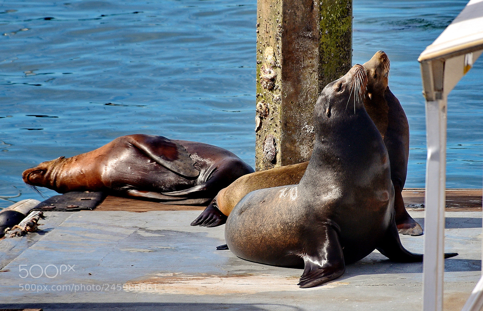 Nikon D7200 sample photo. Seals sun bathing at photography