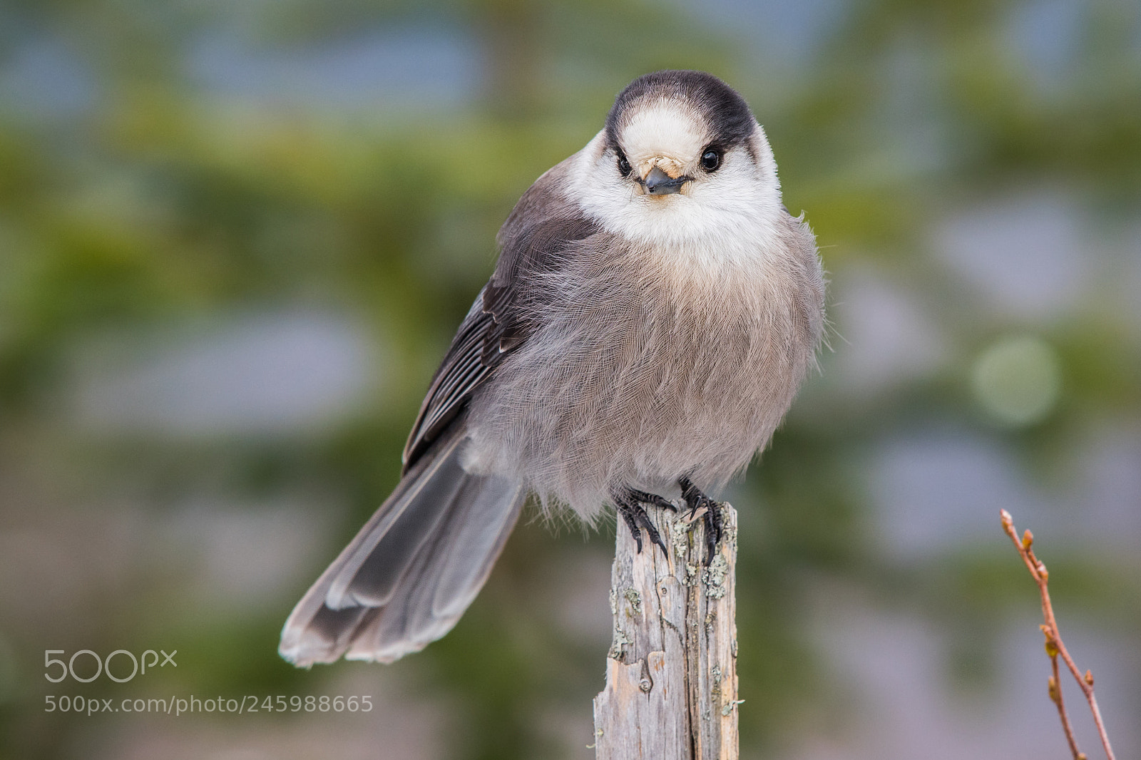 Nikon D500 sample photo. Grey jay photography