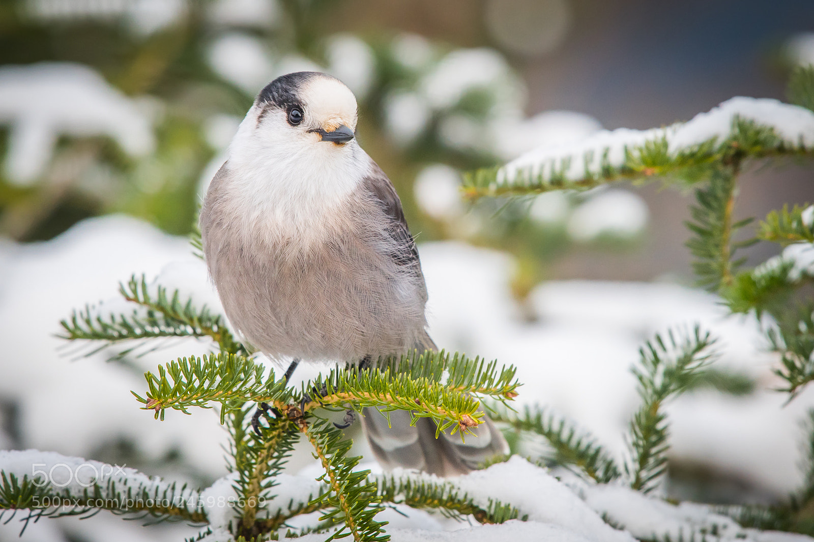 Nikon D500 sample photo. Grey jay photography