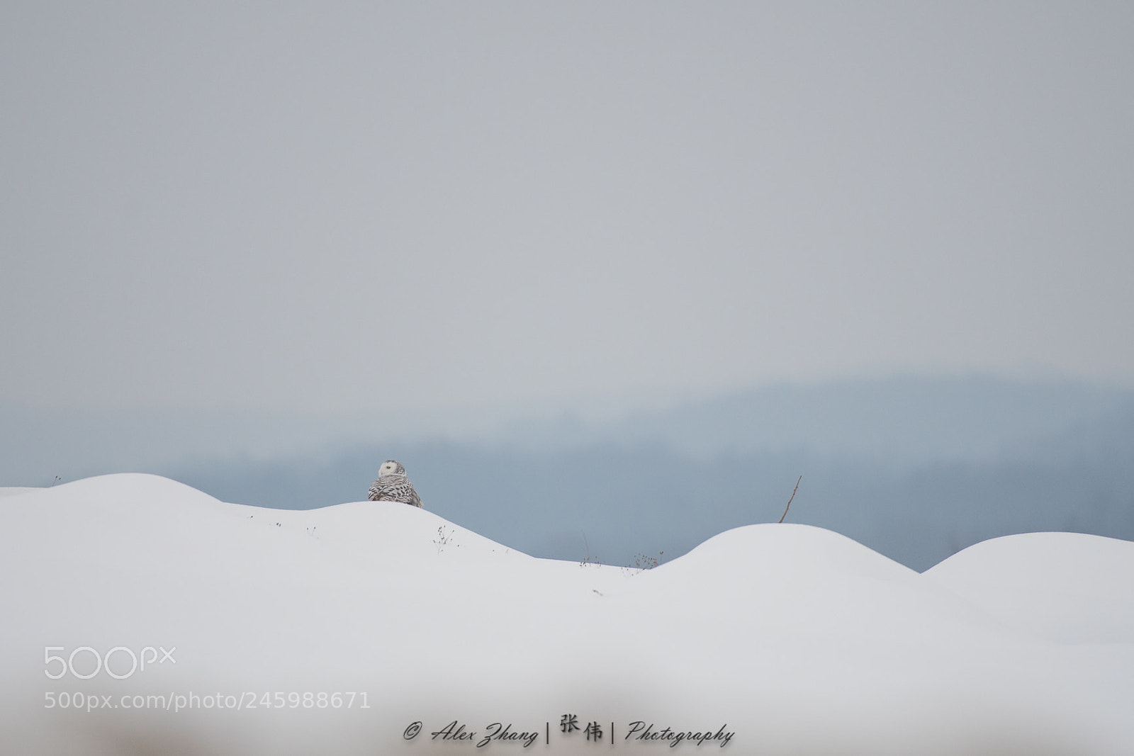 Nikon D500 sample photo. Snowy owl photography
