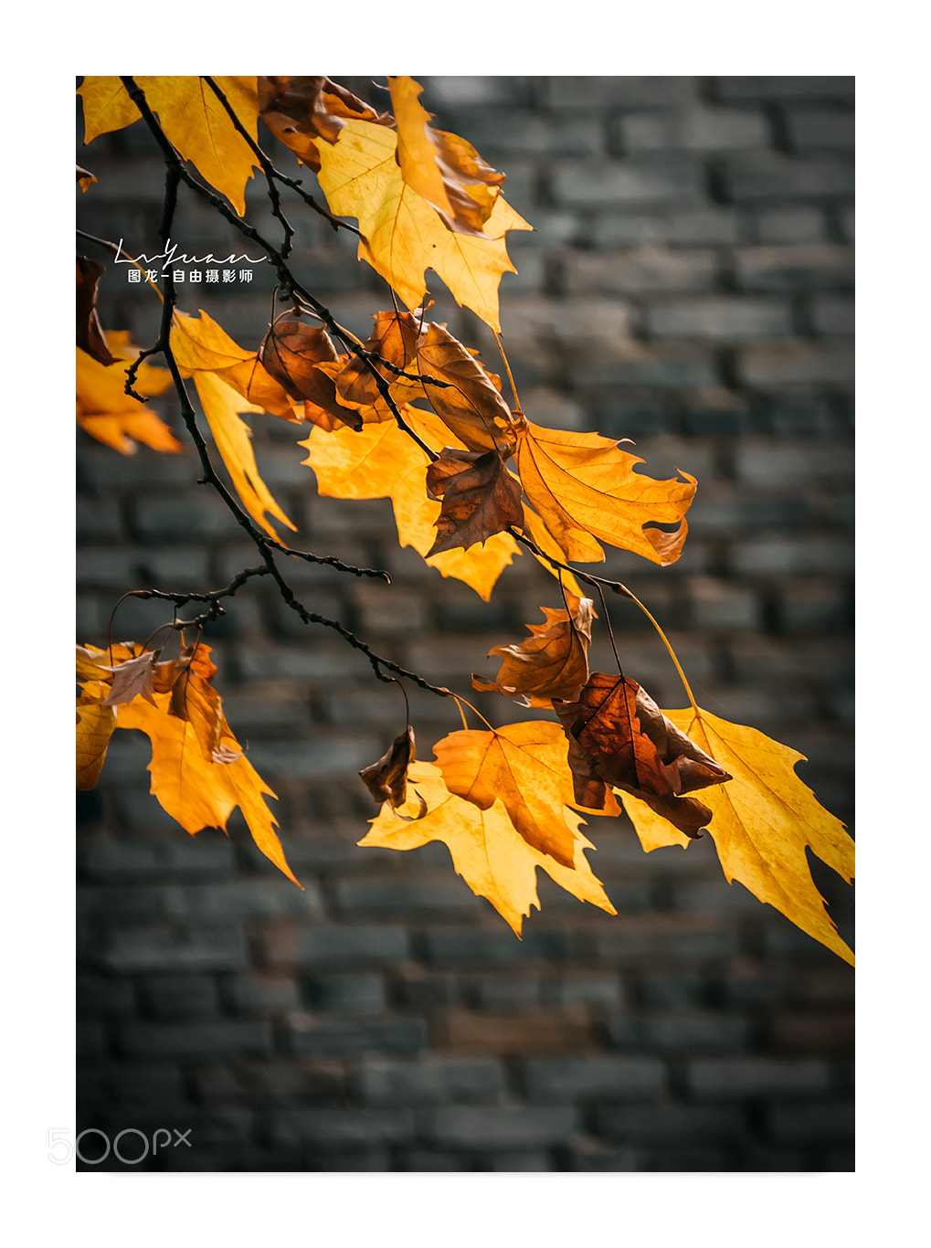 Sony a7 II sample photo. Untitled photography