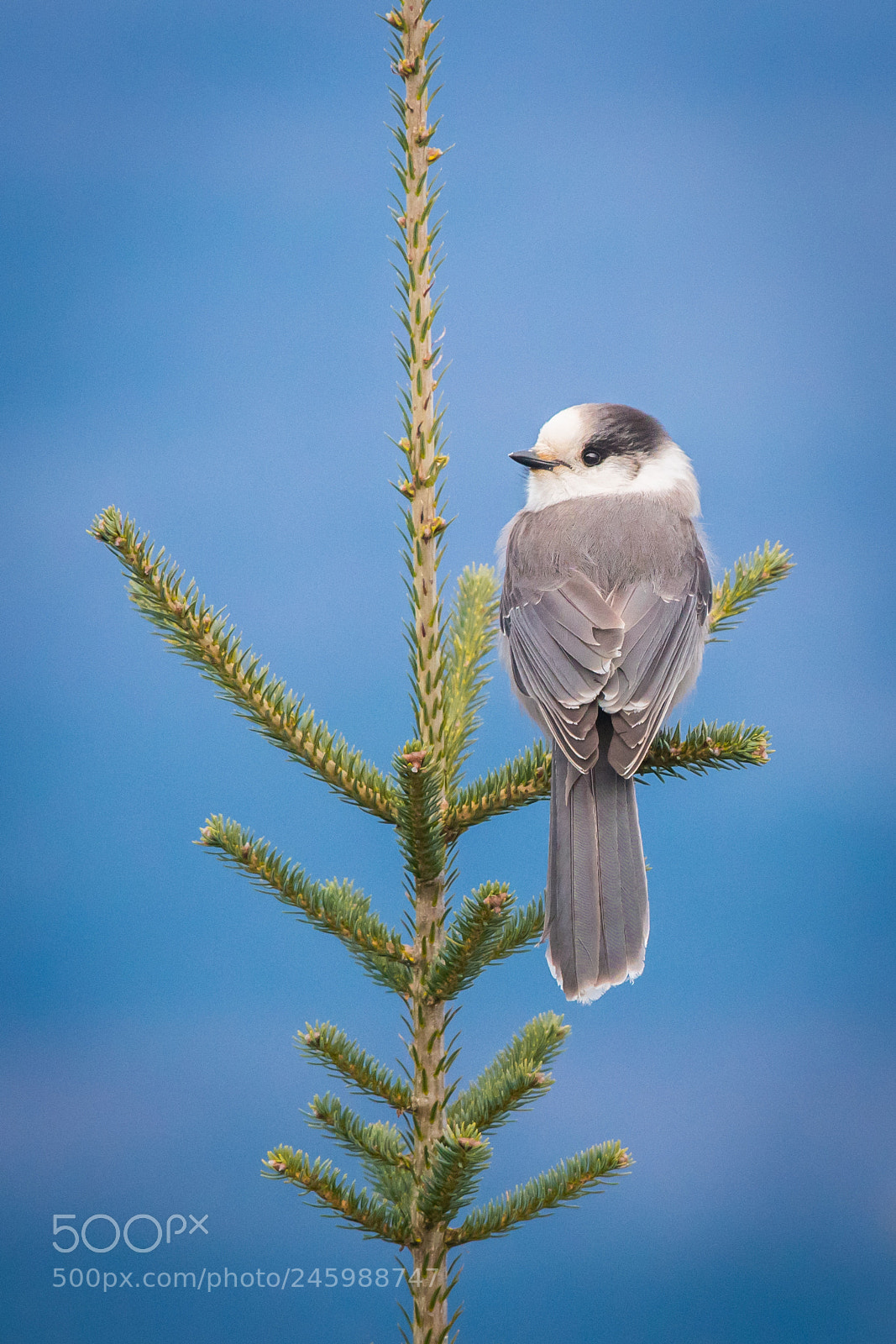 Nikon D500 sample photo. Grey jay photography