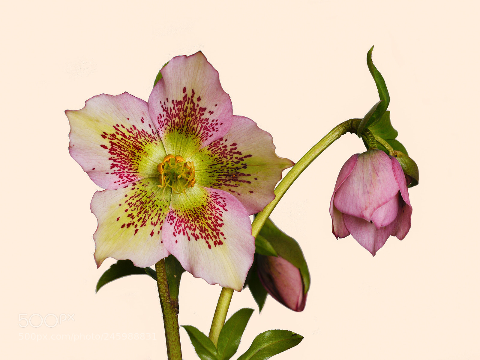 Canon EOS 7D Mark II sample photo. Hellebore photography