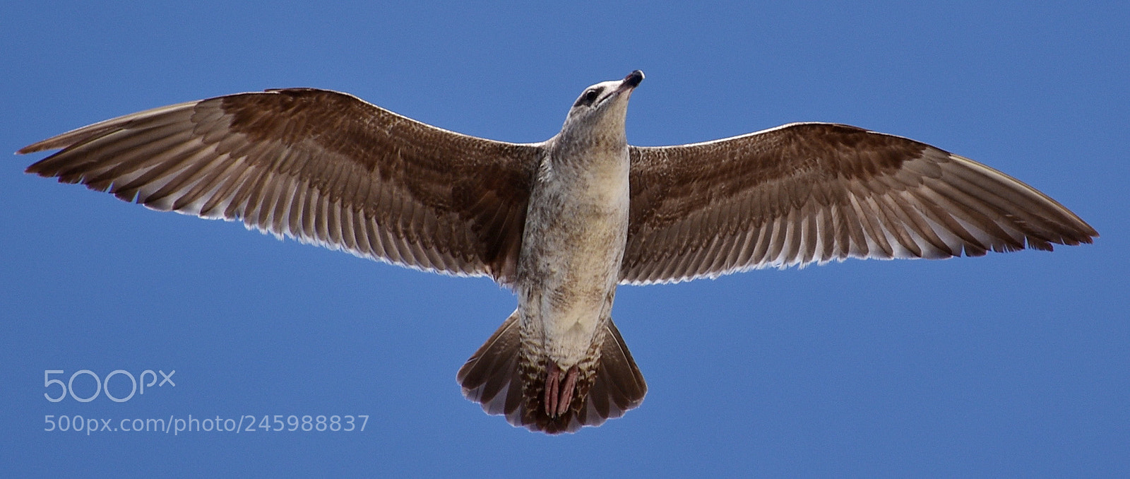 Nikon D7200 sample photo. Seagull flying across the photography