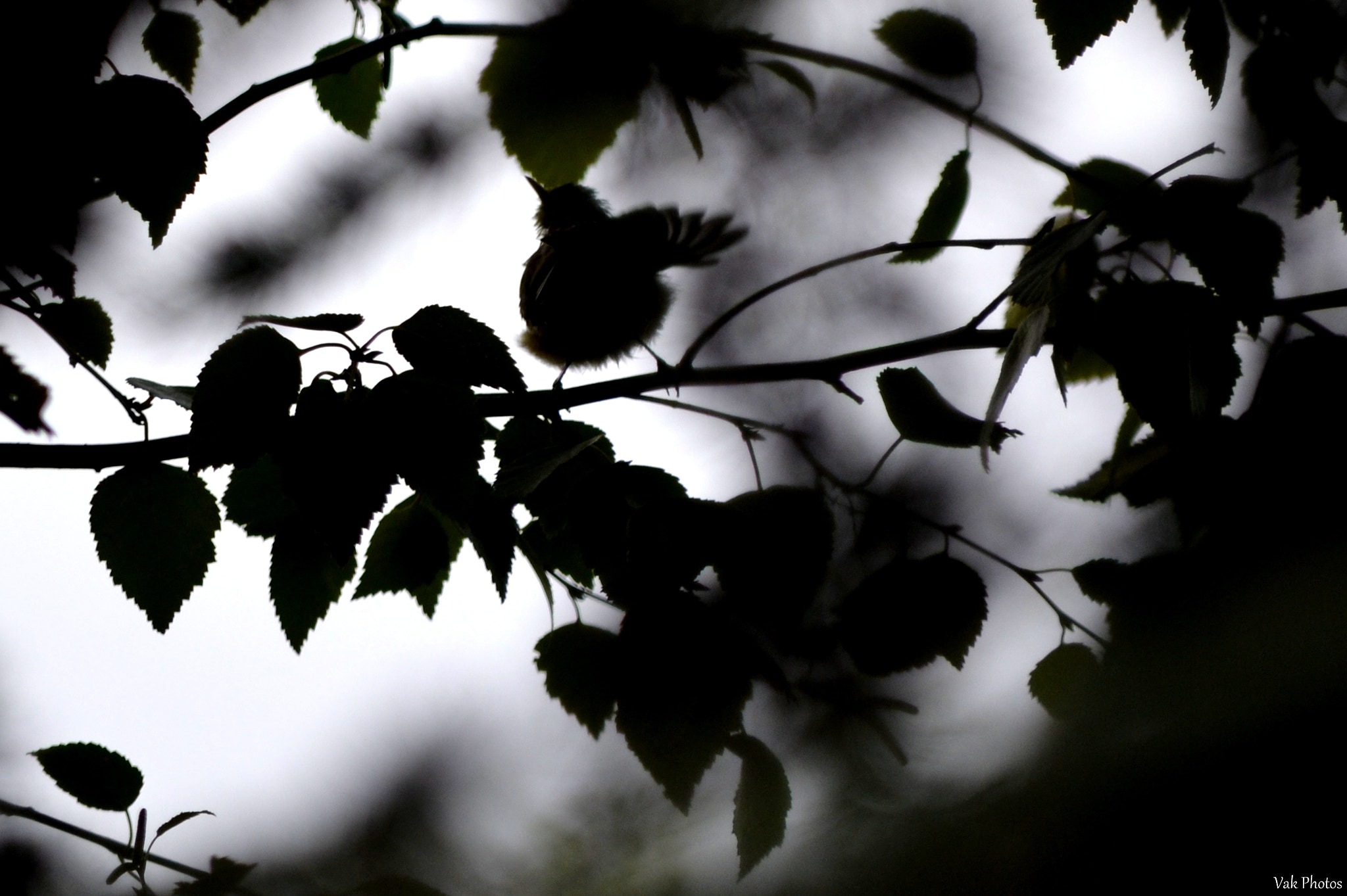 Nikon D3100 sample photo. Bye bye blackbird photography