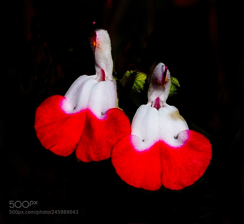 Nikon D7200 sample photo. Two red heart flowers photography
