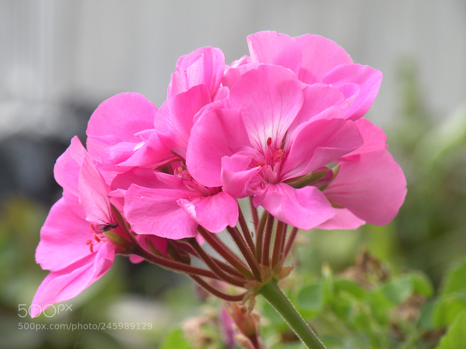 Nikon Coolpix P80 sample photo. Rosita photography