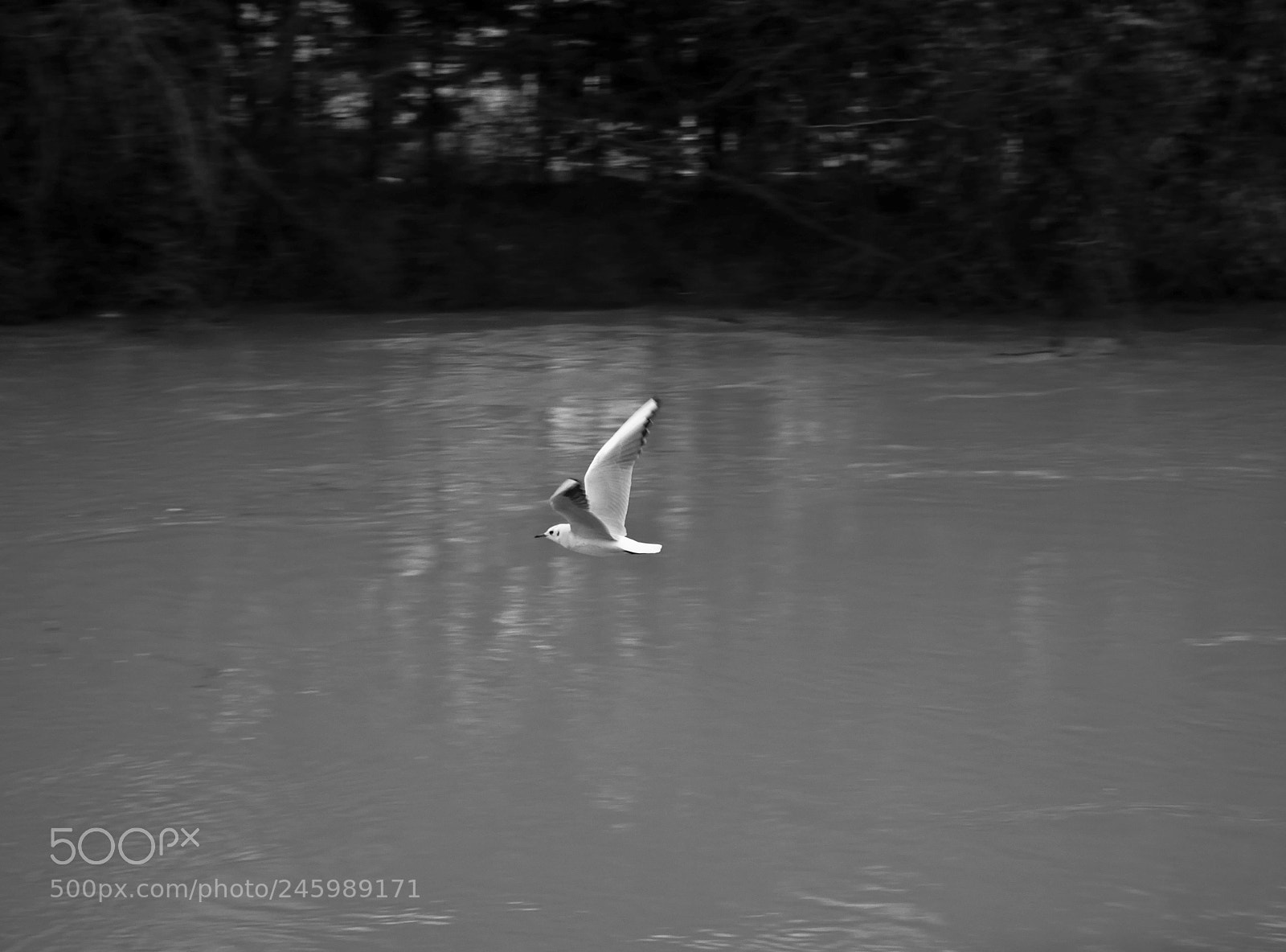 Panasonic Lumix DMC-GX85 (Lumix DMC-GX80 / Lumix DMC-GX7 Mark II) sample photo. Gull, january 2018, champigny photography