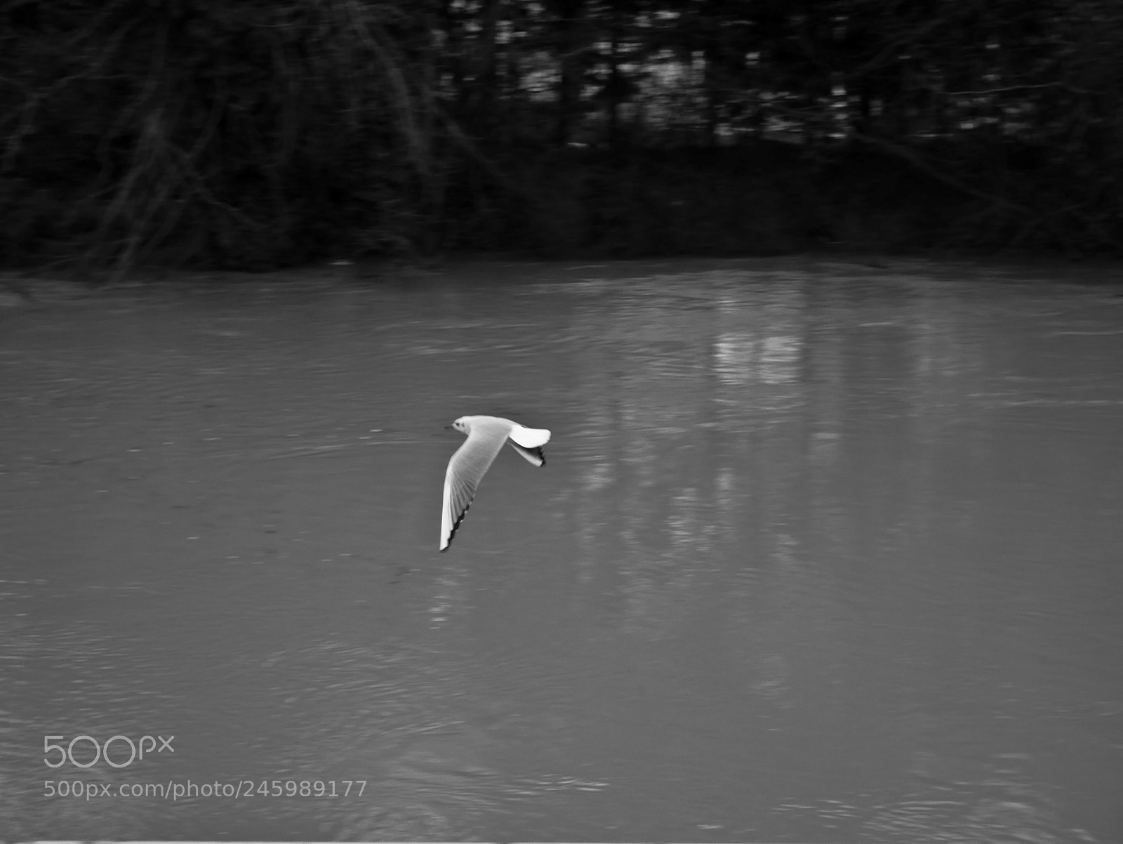 Panasonic Lumix DMC-GX85 (Lumix DMC-GX80 / Lumix DMC-GX7 Mark II) sample photo. Gull, january 2018, champigny photography