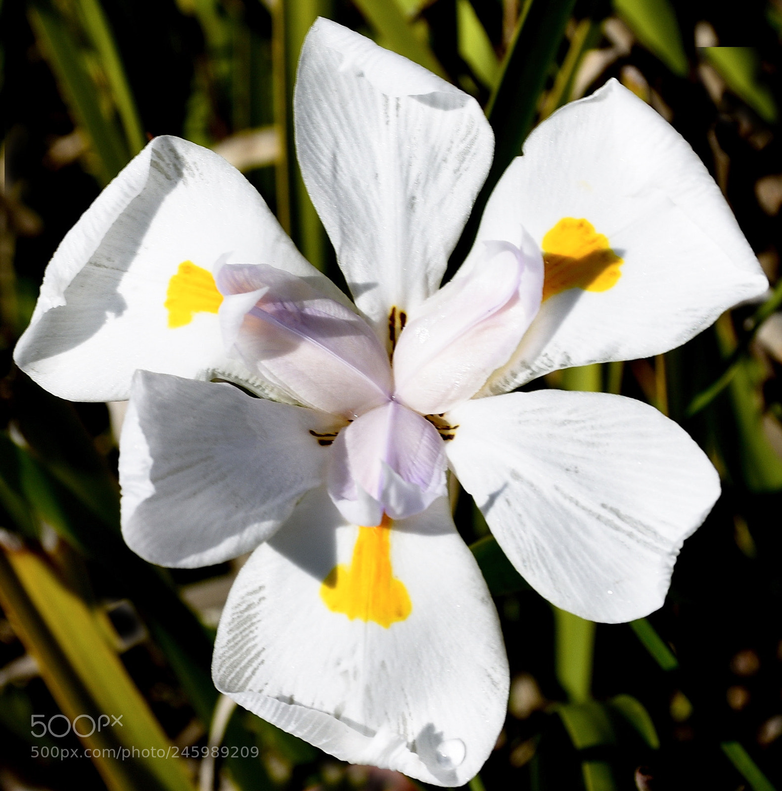 Nikon D7200 sample photo. White iris flower photography