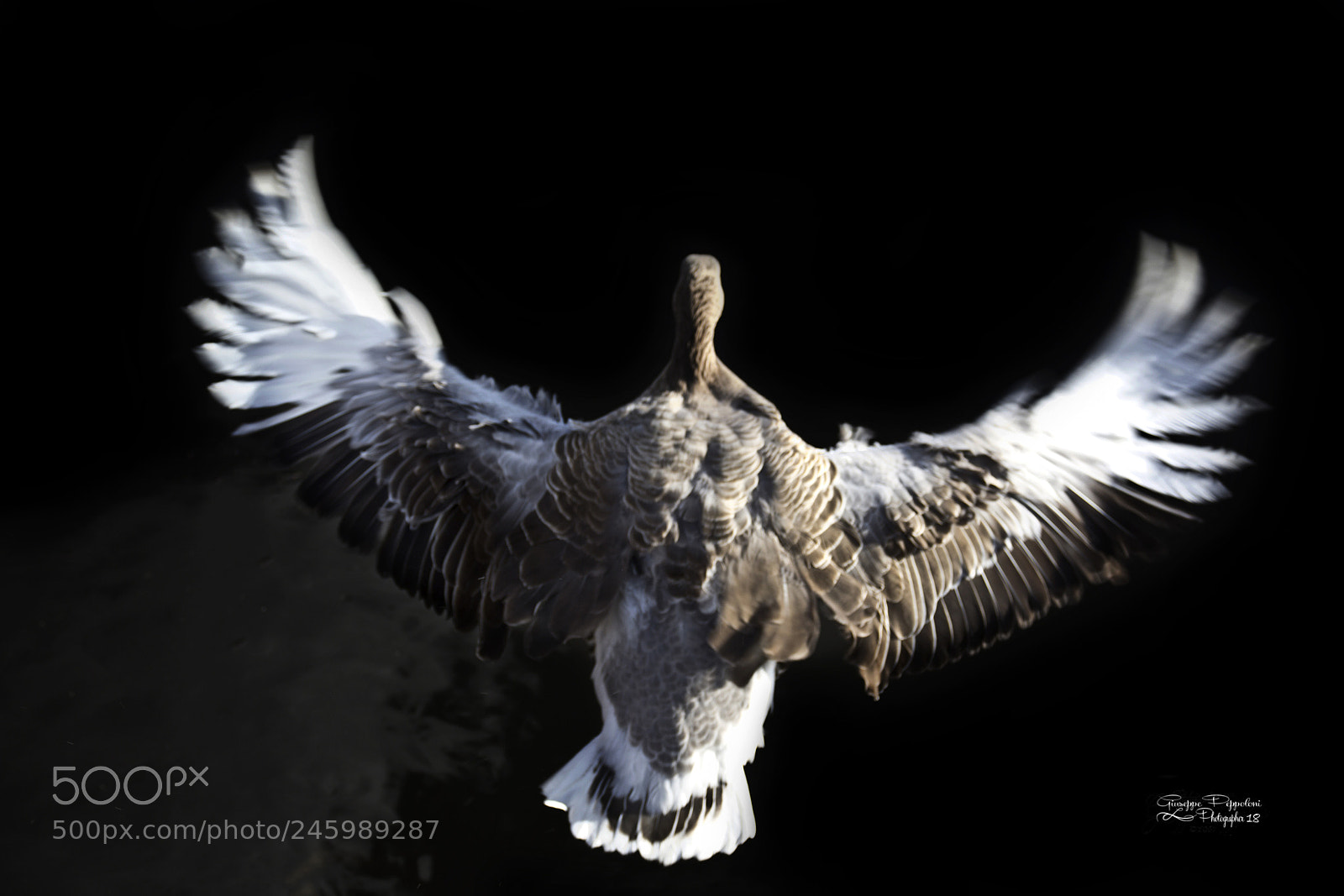 Canon EOS 60D sample photo. Goose photography