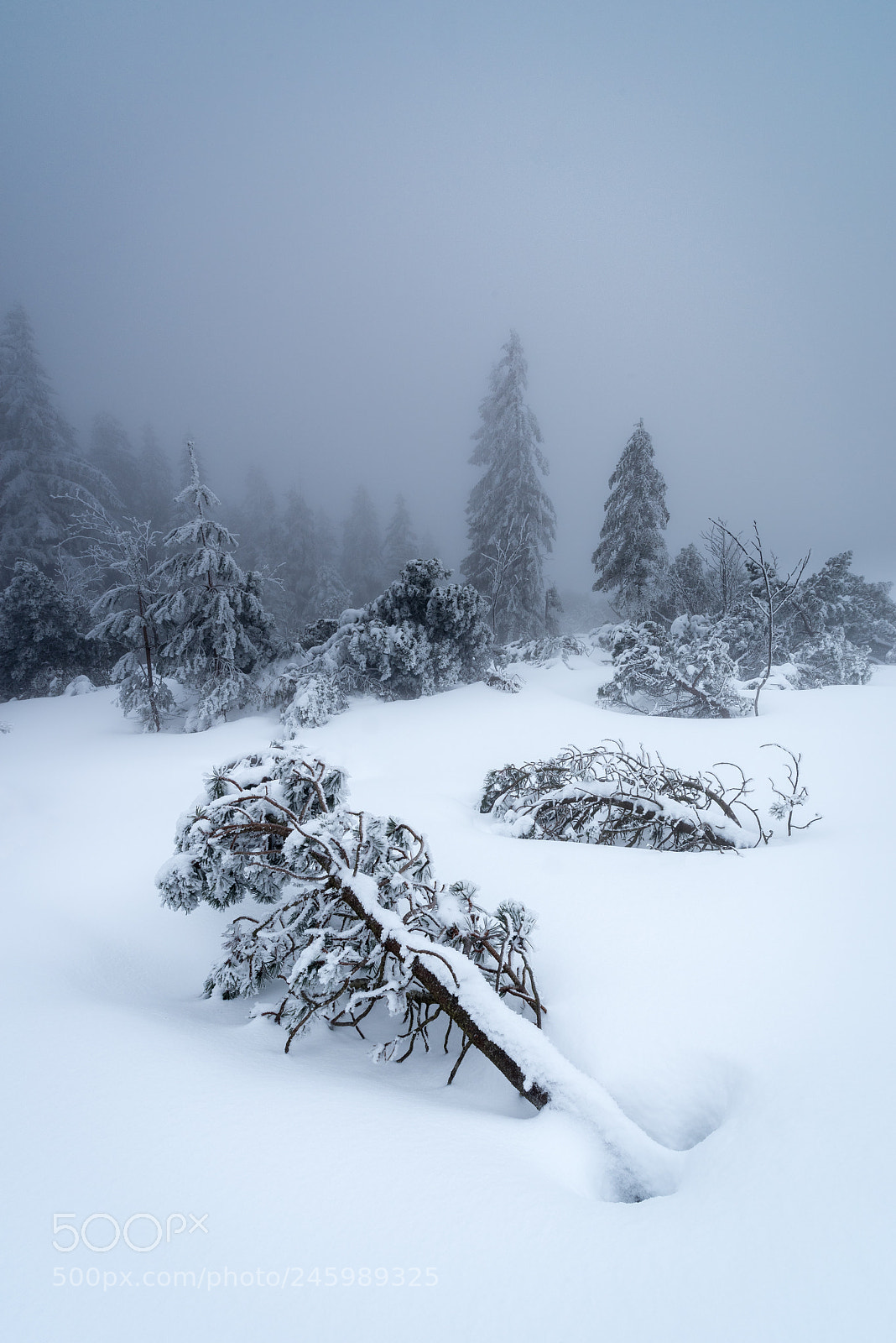 Pentax K-1 sample photo. Schnee im wald photography