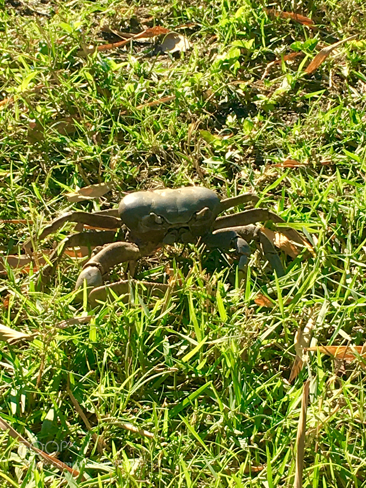 Apple iPhone SE sample photo. Land crab photography