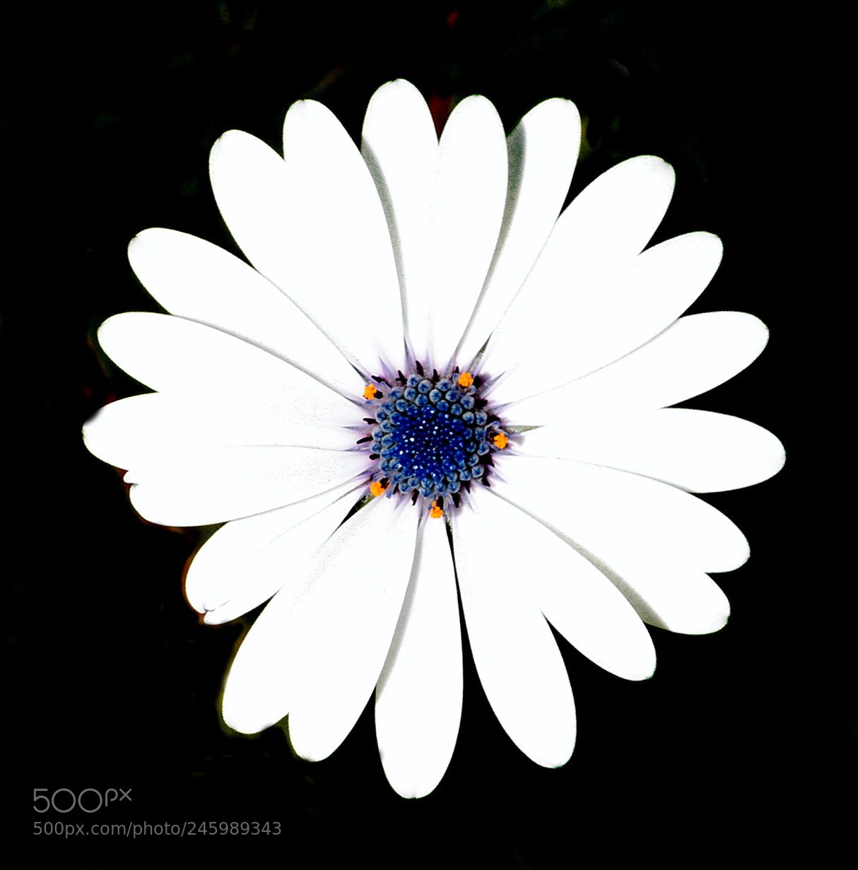 Nikon D7200 sample photo. A white and purple photography