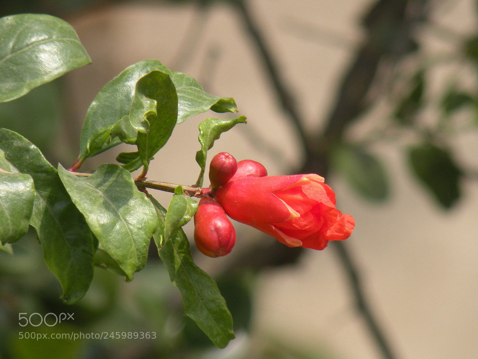 Nikon Coolpix P80 sample photo. Pequeña granada photography