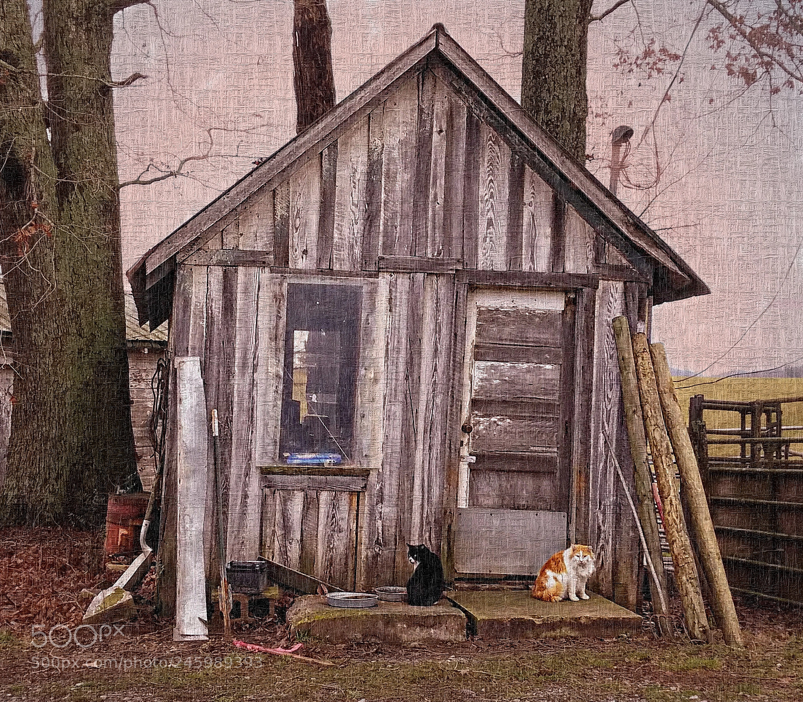 Samsung Galaxy S7 sample photo. Rural cat house photography