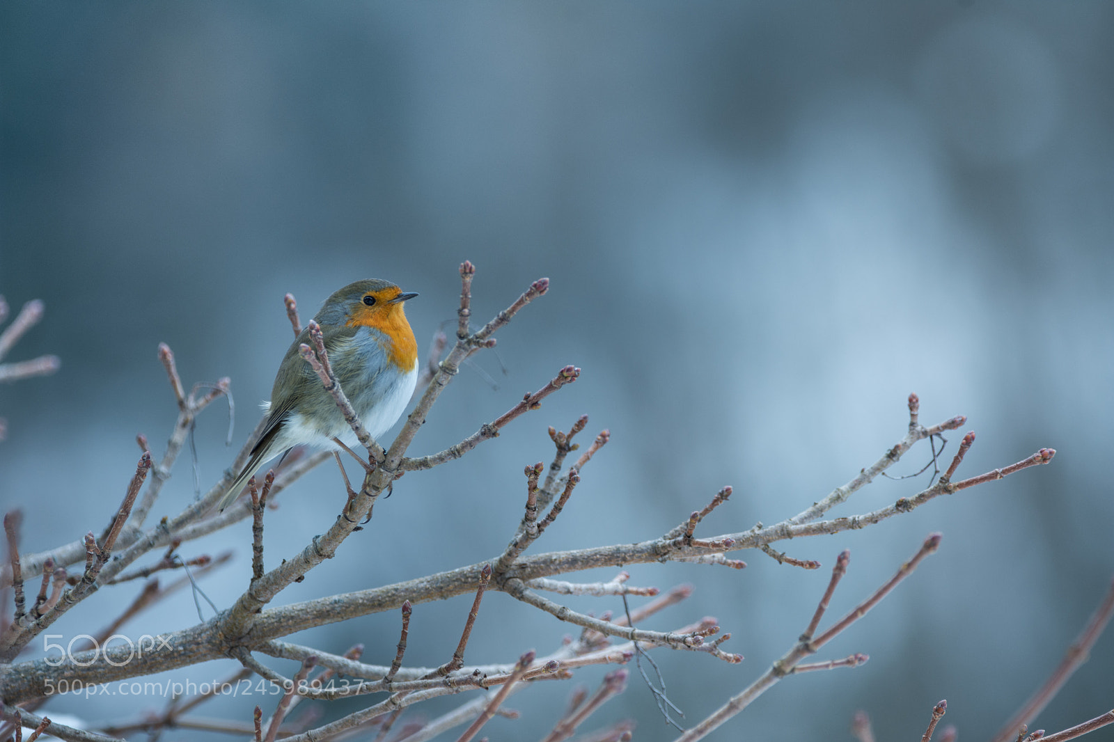 Nikon D7200 sample photo. Cold day photography