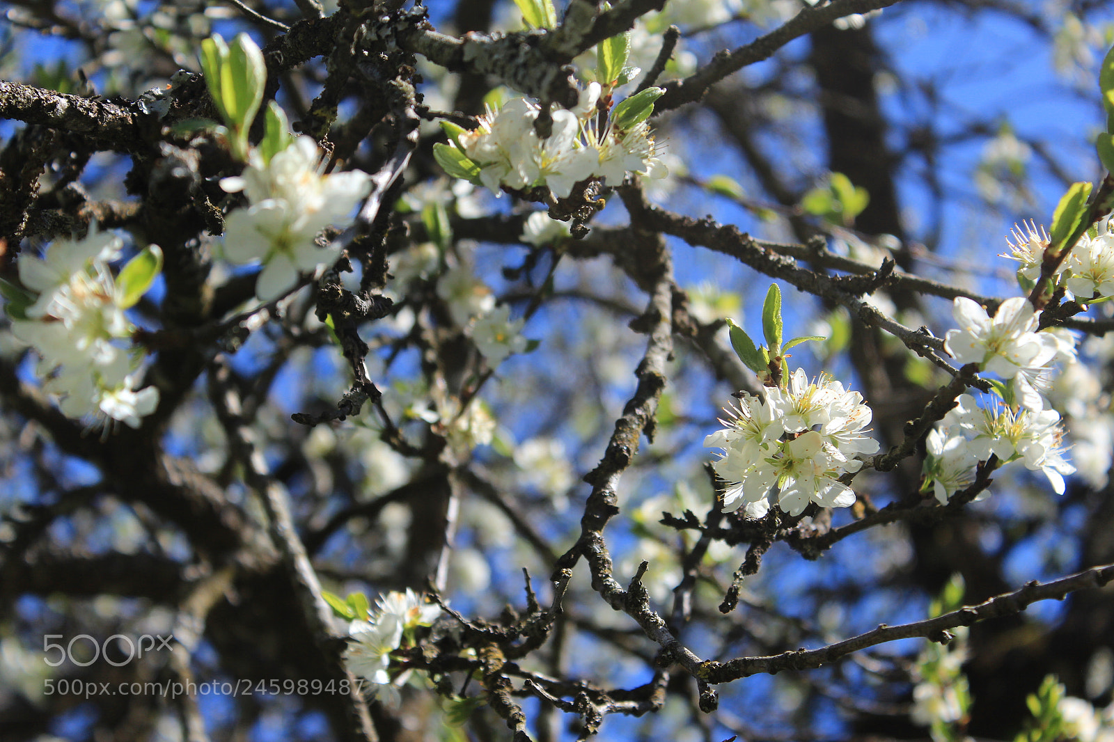 Canon EOS 600D (Rebel EOS T3i / EOS Kiss X5) sample photo. Img photography