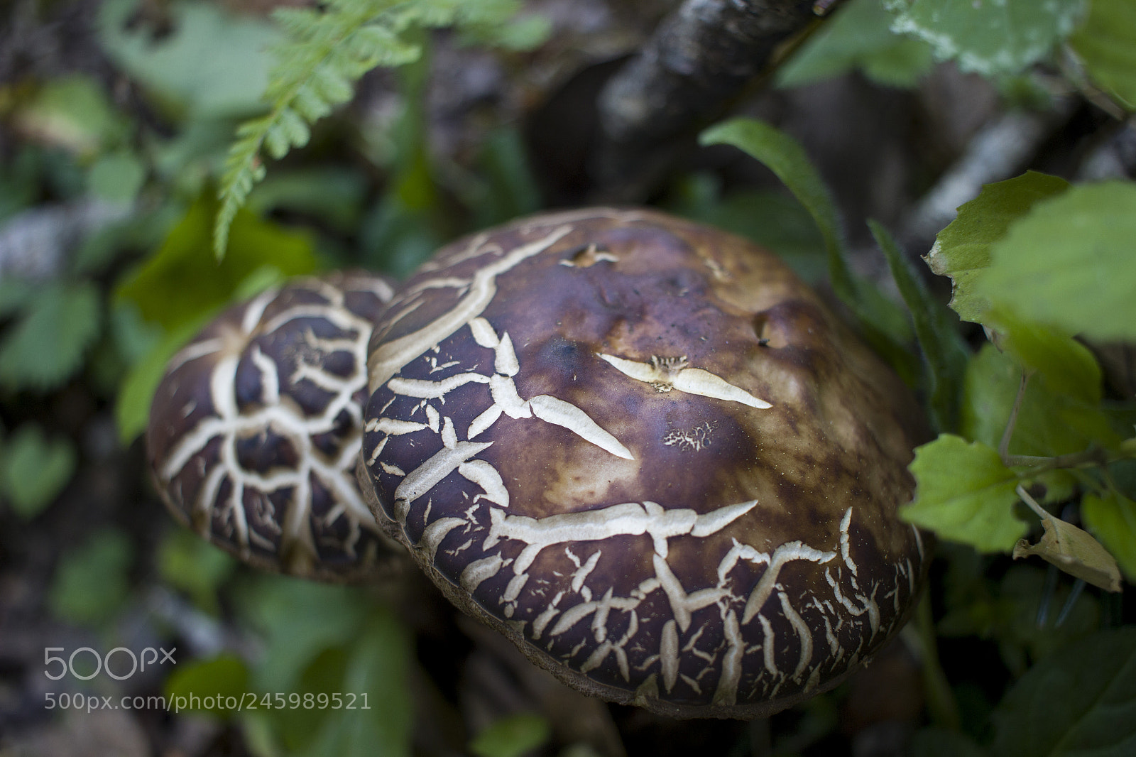 Canon EOS 600D (Rebel EOS T3i / EOS Kiss X5) sample photo. Mushroom photography