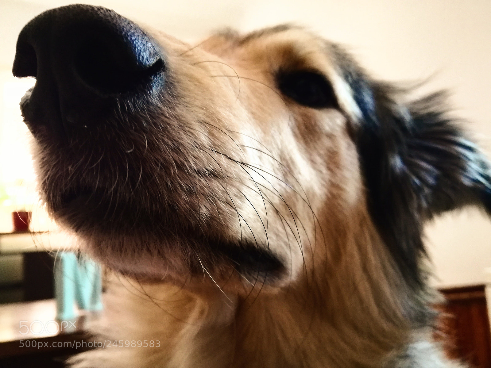 HUAWEI P9 LITE sample photo. Mora 1302-18 photography