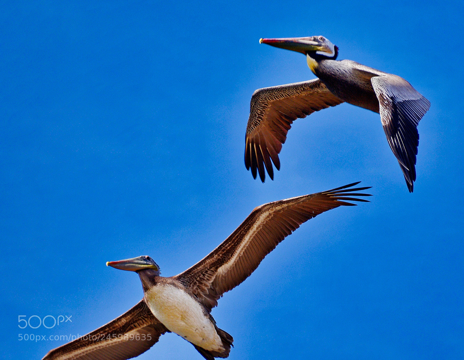 Nikon D7200 sample photo. Two pelicans flying across photography