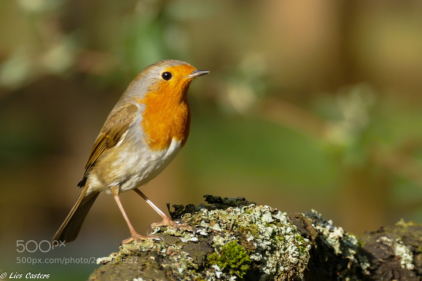 Panasonic Lumix DMC-FZ1000 sample photo. Robin. photography