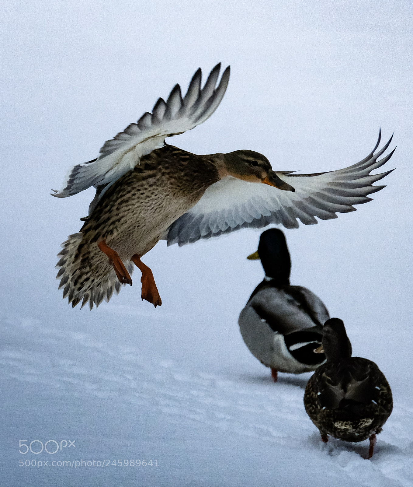 Fujifilm X-T2 sample photo. Duck landing photography