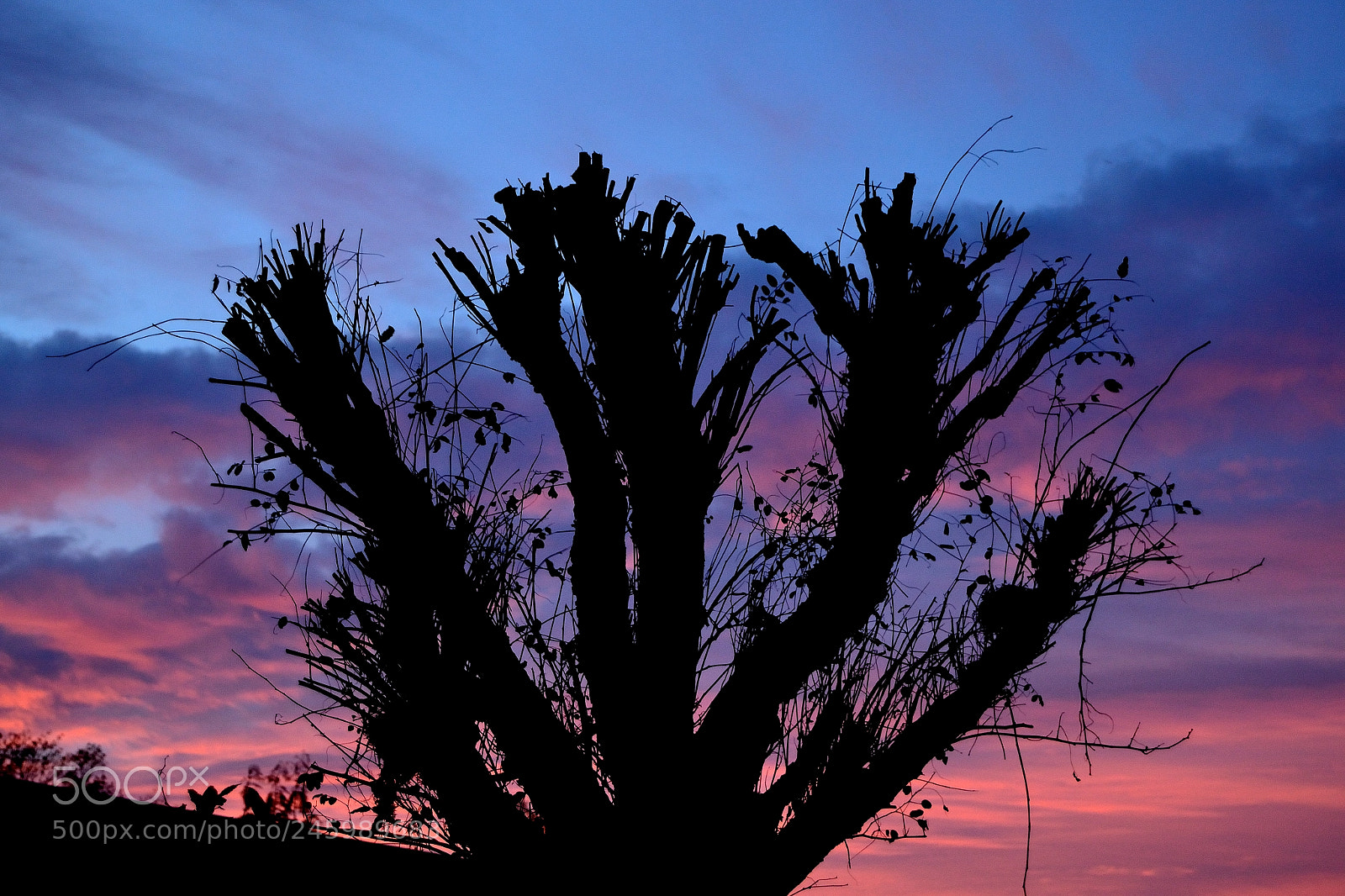 Nikon D3100 sample photo. Old tree photography