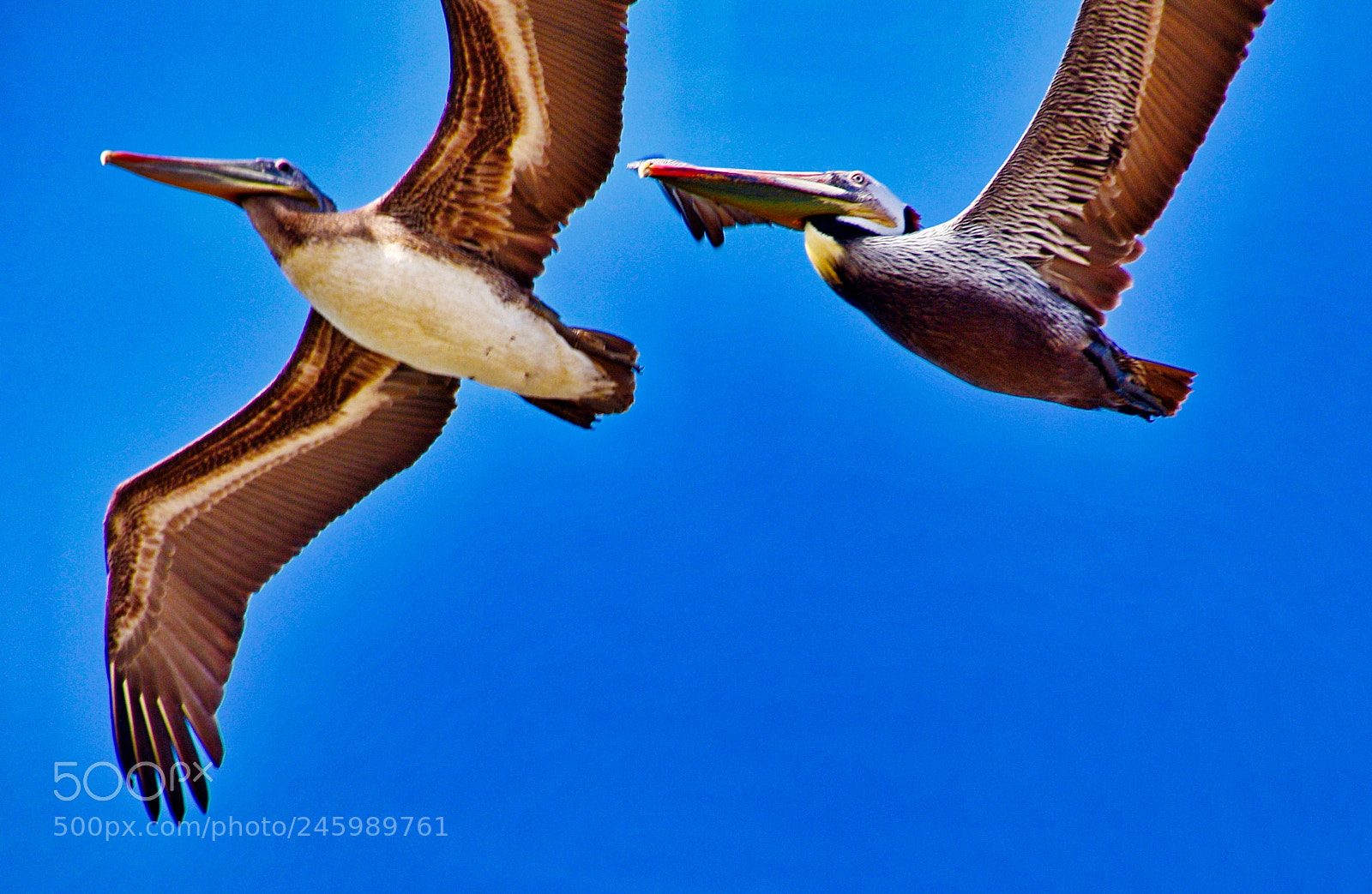 Nikon D7200 sample photo. Two pelicans flying across photography
