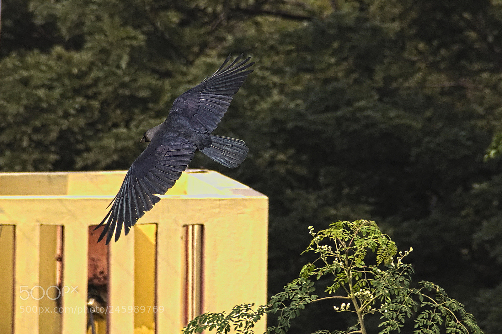 Canon EF-S 18-135mm F3.5-5.6 IS sample photo. Another attempt at crow photography