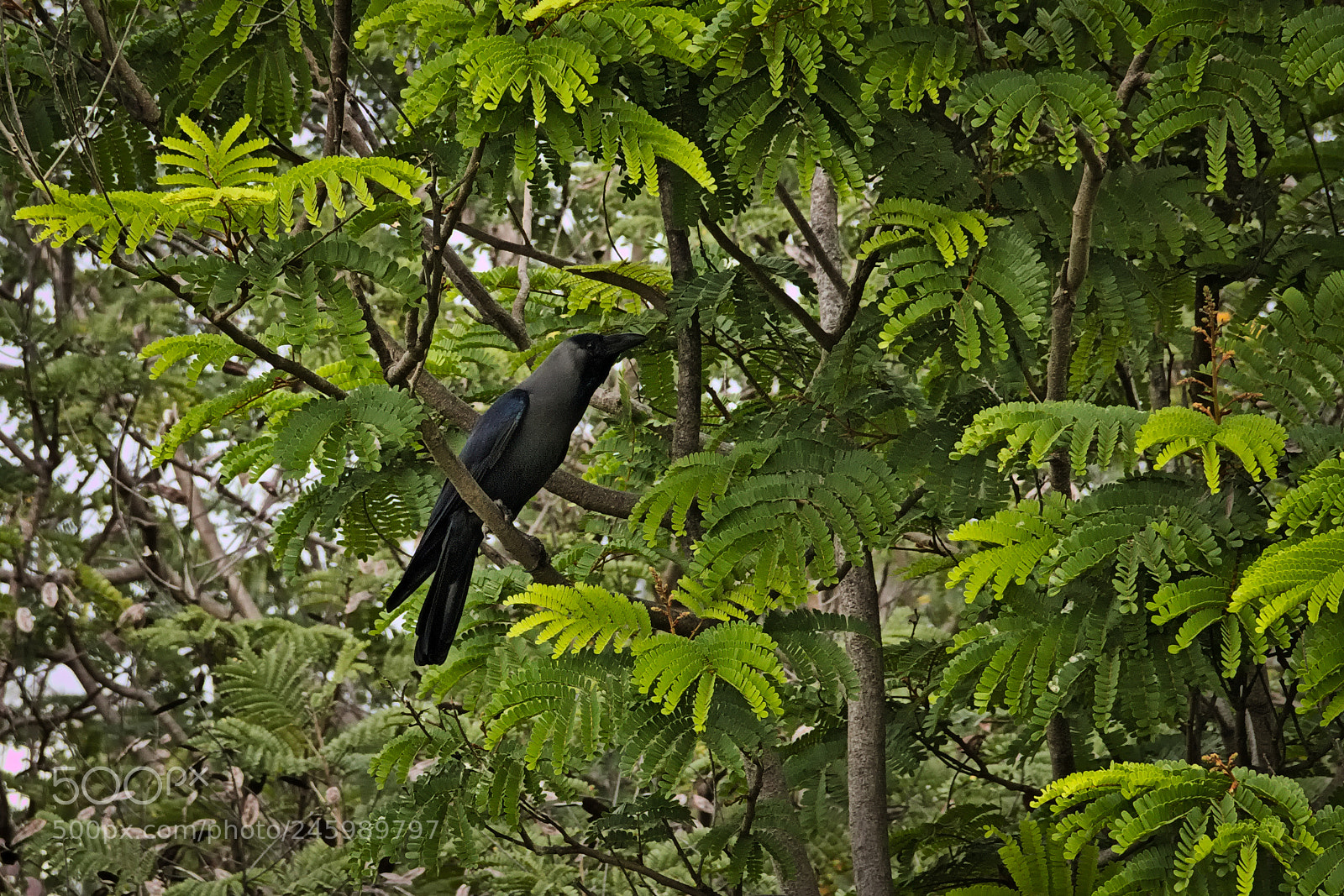 Canon EF-S 18-135mm F3.5-5.6 IS sample photo. Crow on a branch photography