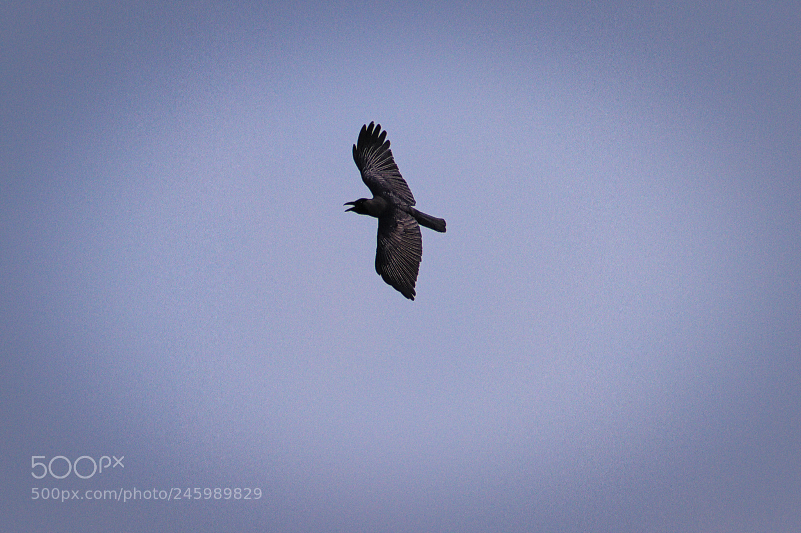 Canon EF-S 18-135mm F3.5-5.6 IS sample photo. Crow in flight photography