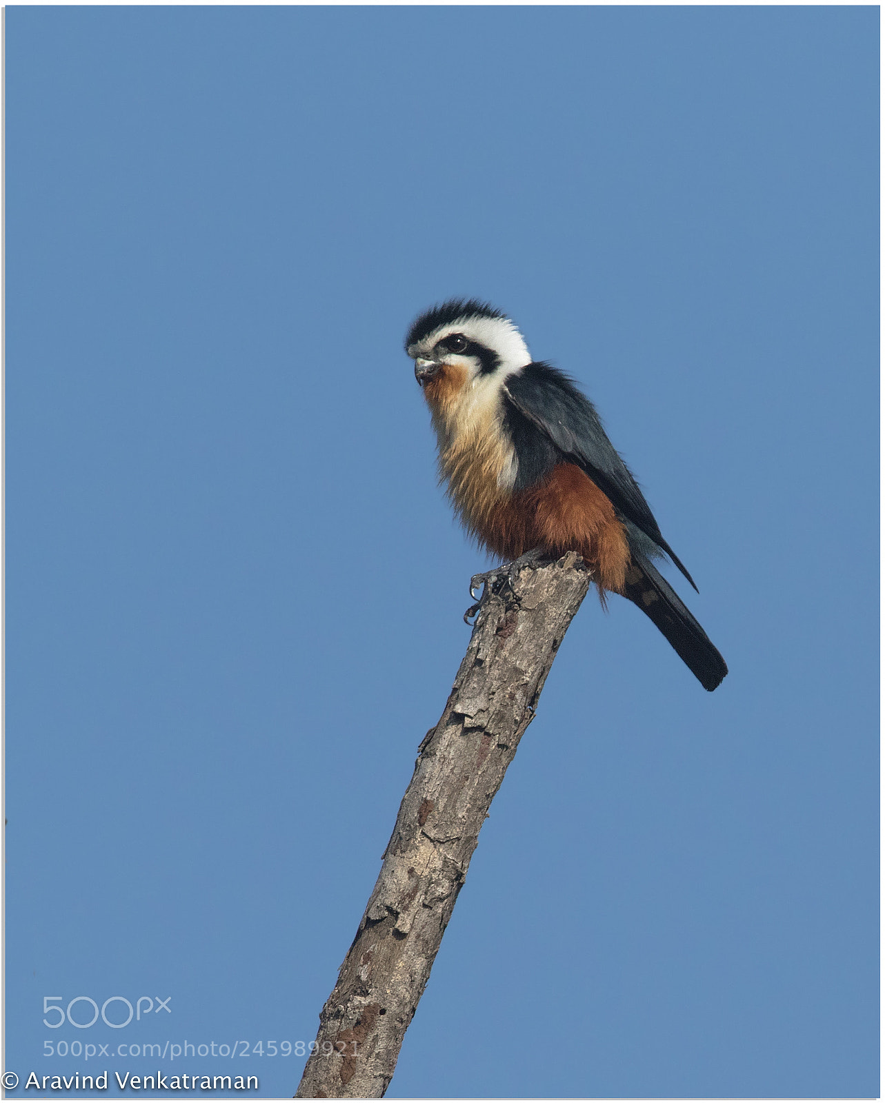 Canon EOS 7D Mark II sample photo. Collared falconet photography